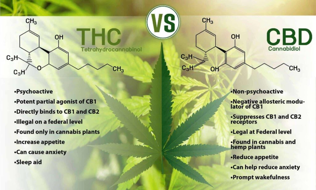 Process Of Making Hemp Derived CBD For Rebellion CBD Co