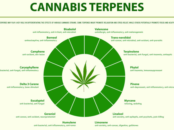 The Difference Between Cannabinoids And Terpenes